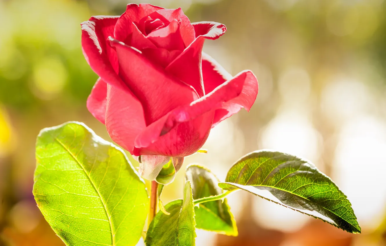 Photo wallpaper leaves, macro, roses, buds, bokeh
