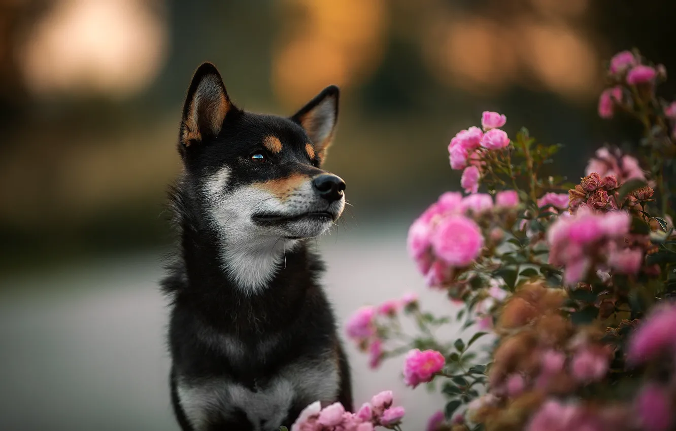 Photo wallpaper flowers, background, black, roses, dog, puppy, rose Bush, Shiba inu