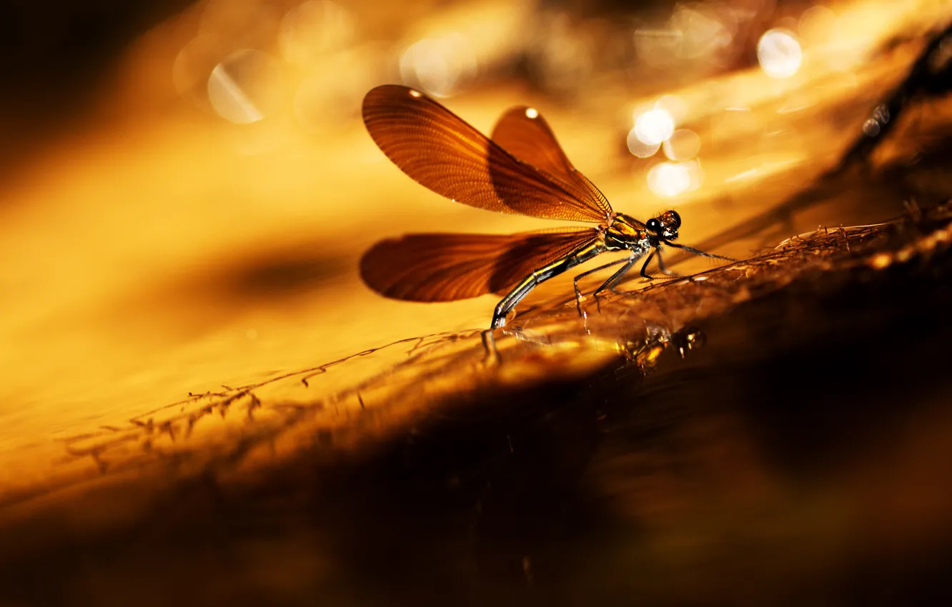 Photo wallpaper glare, background, dragonfly, a blade of grass