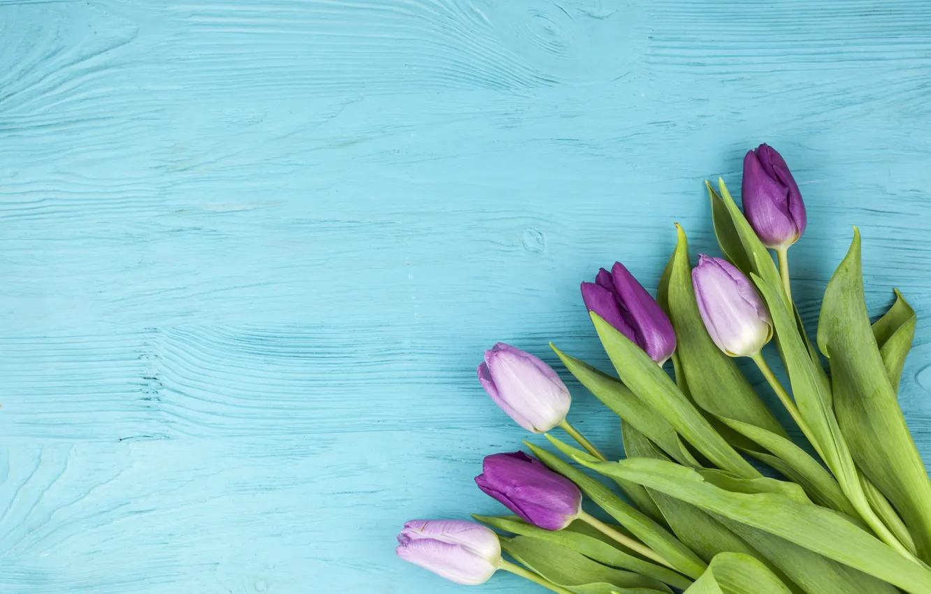 Photo wallpaper purple, flowers, tulips, wood, flowers, beautiful, blue background, tulips