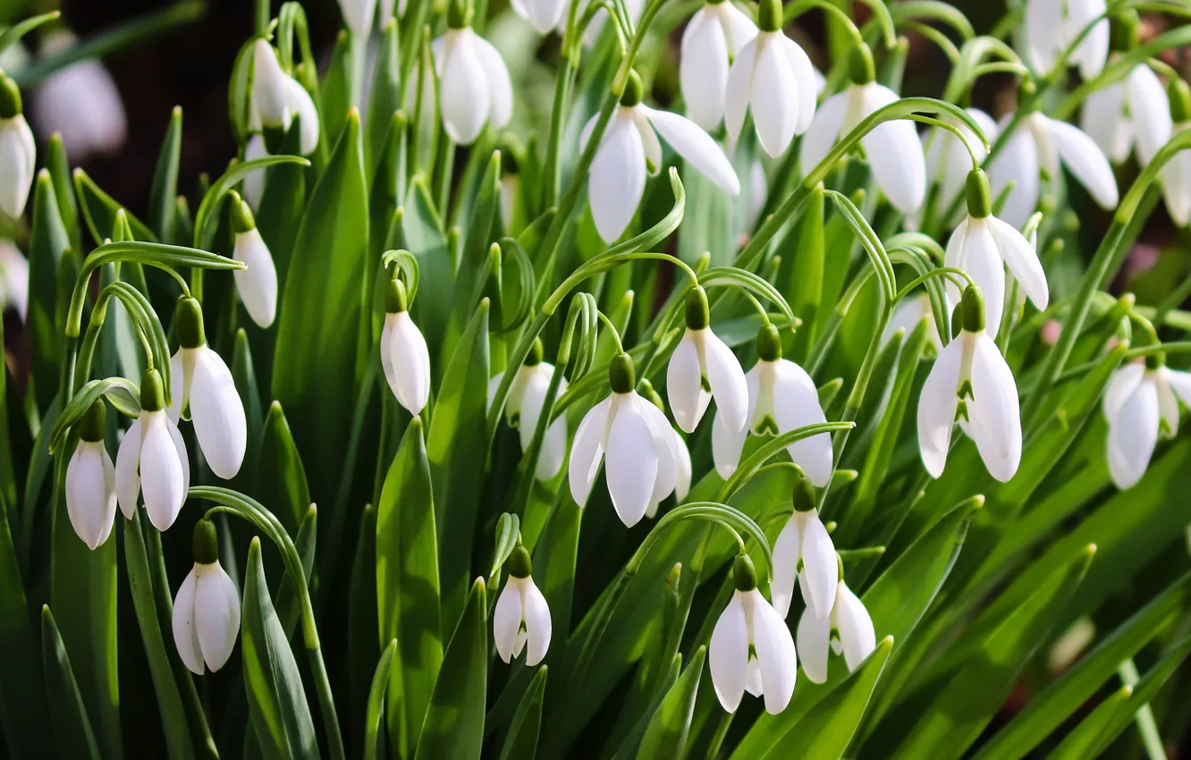 Photo wallpaper flowers, spring, snowdrops, white, a lot