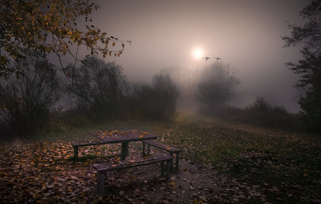 Photo wallpaper autumn, fog, the evening, bench