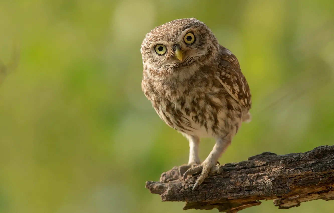 Photo wallpaper look, nature, pose, green, background, owl, bird, bitches