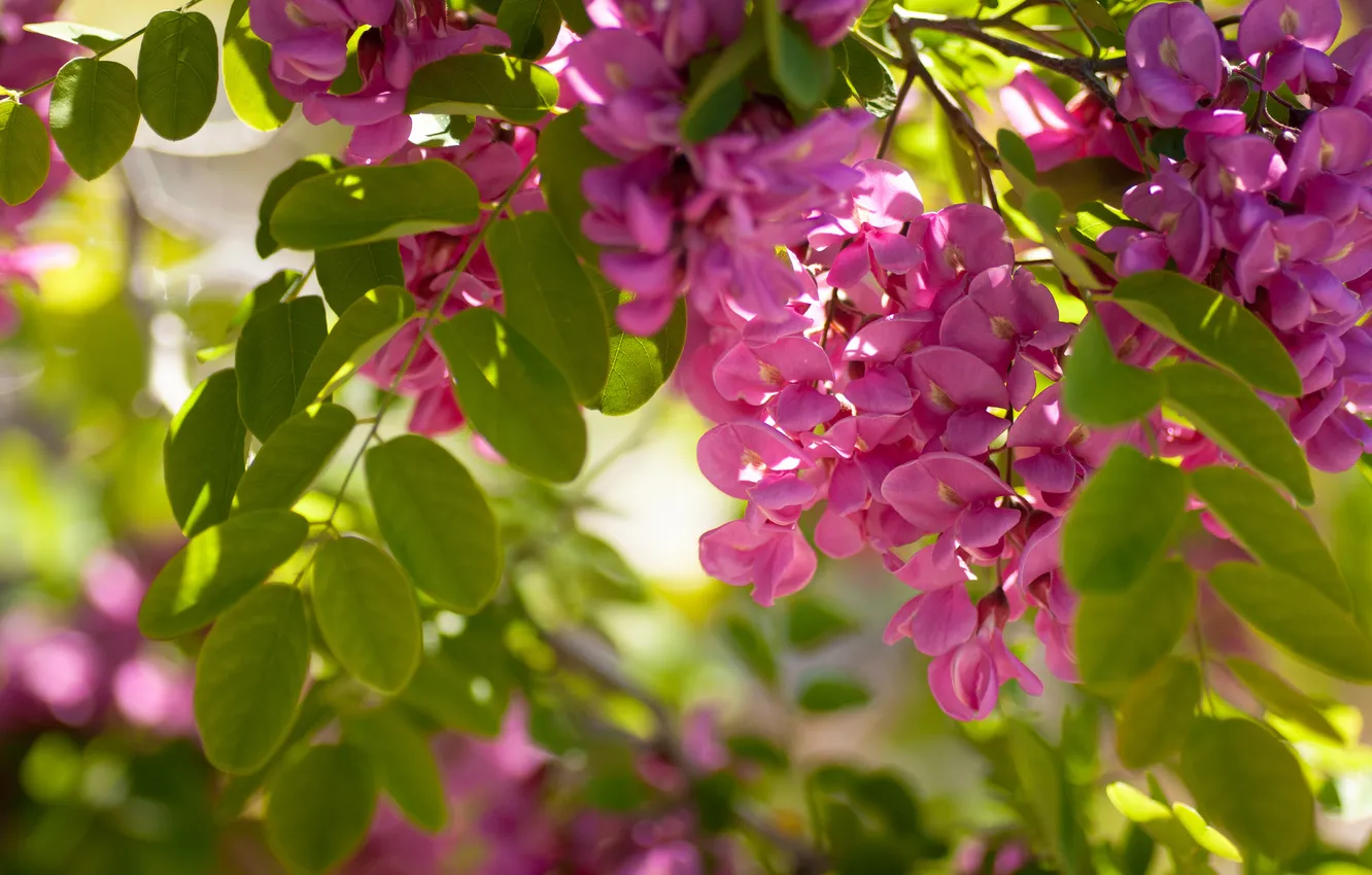 Photo wallpaper leaves, macro, flowering, acacia
