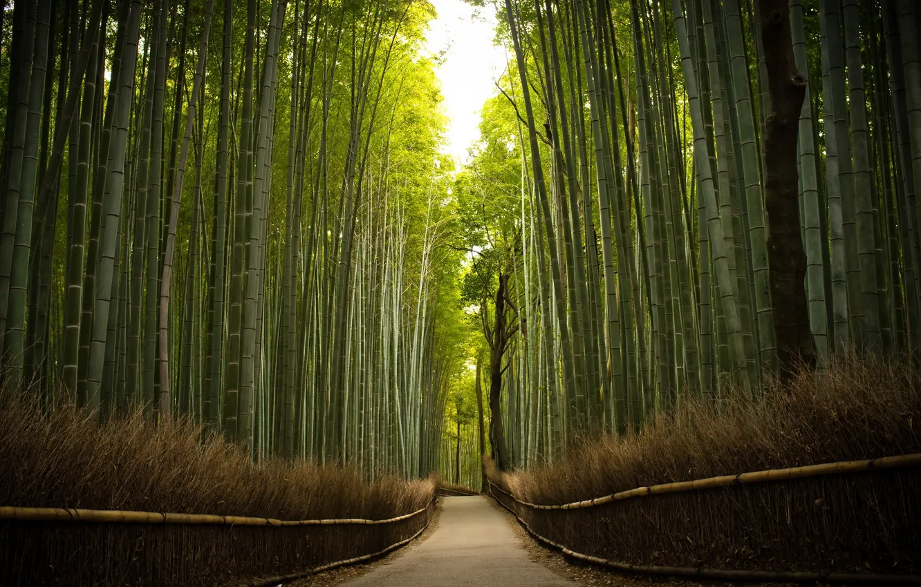 Photo wallpaper road, trees, bamboo