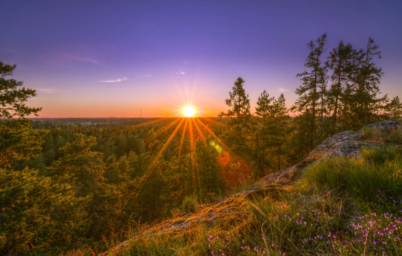 Photo wallpaper forest, trees, sunset, nature