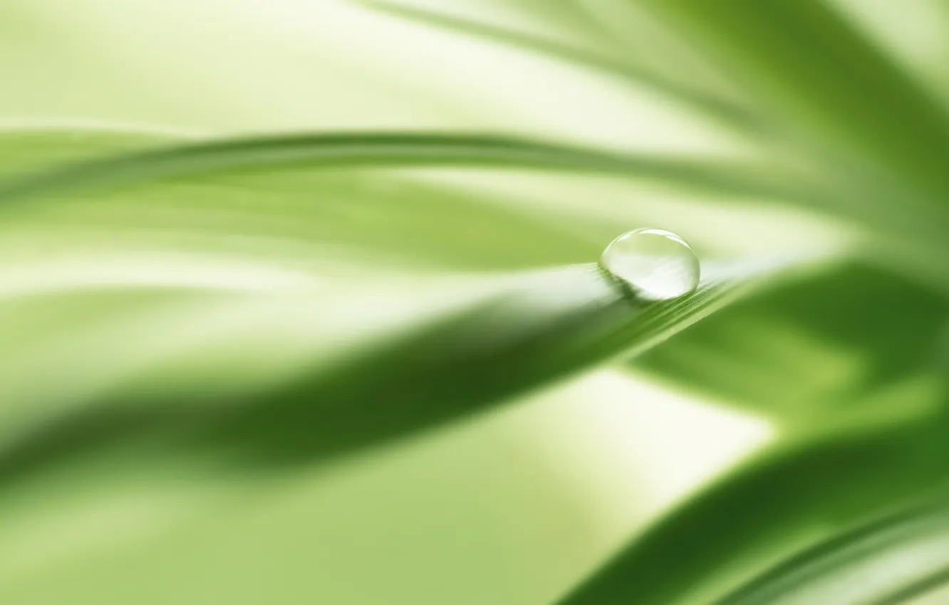 Photo wallpaper greens, drops, nature, photo, background, green, Wallpaper, plant