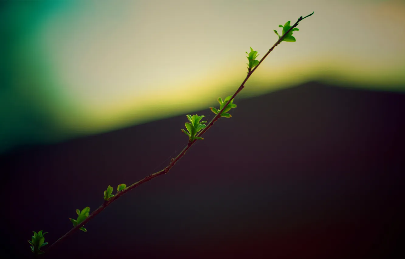 Photo wallpaper nature, tree, branch, Twig
