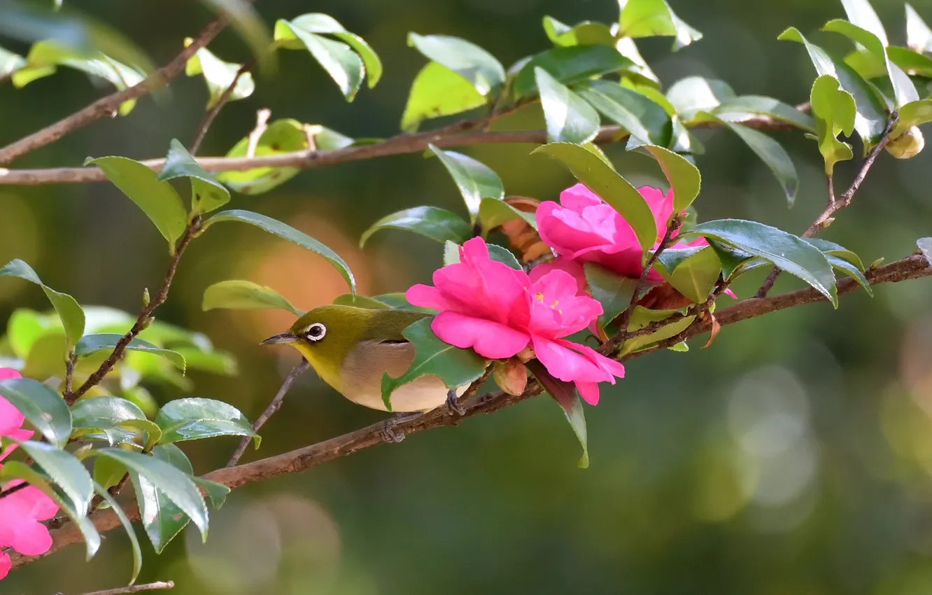 Photo wallpaper branches, bird, Camellia, Japanese white-eye