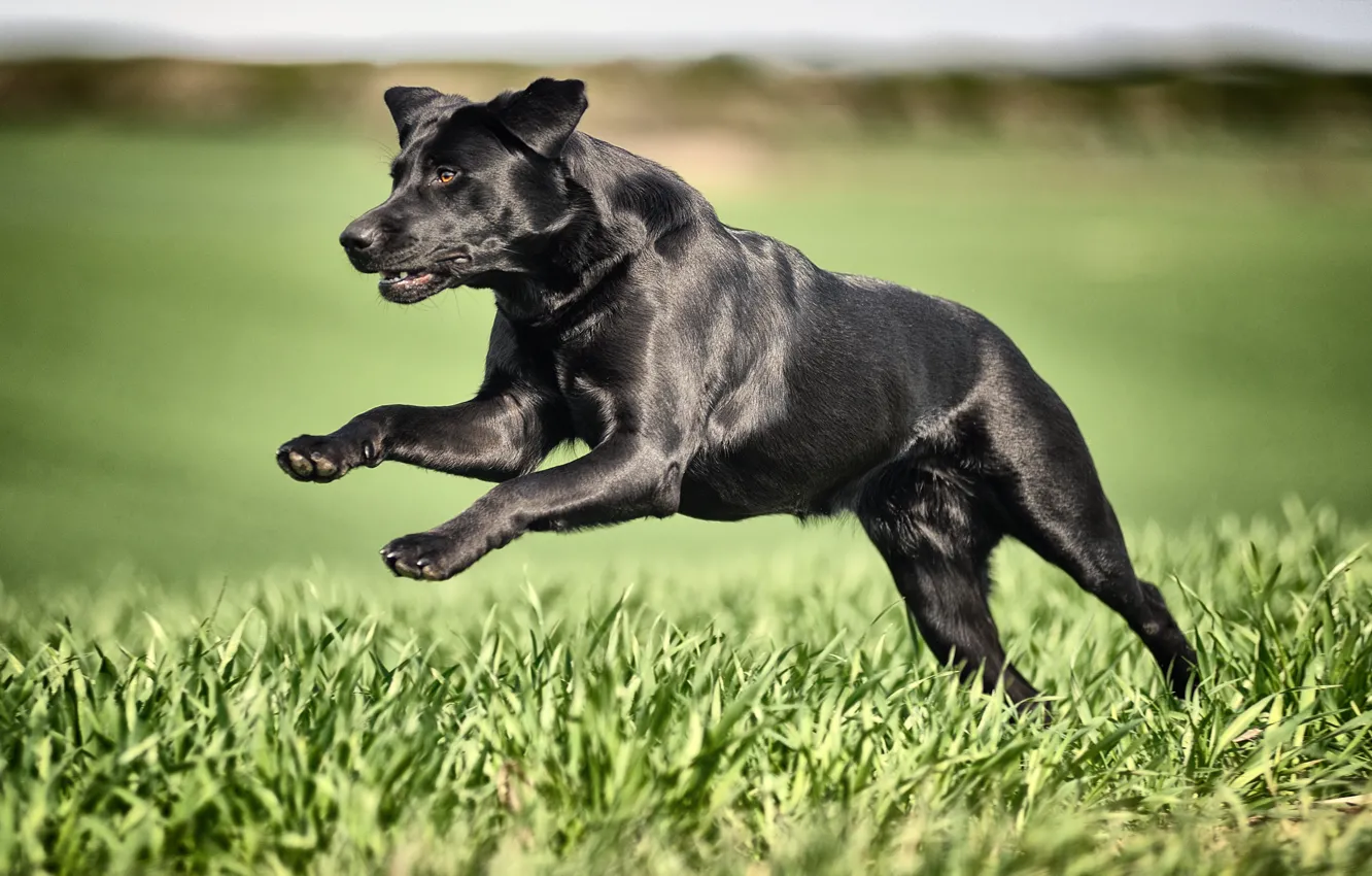 Photo wallpaper grass, dog, running, black, Labrador Retriever