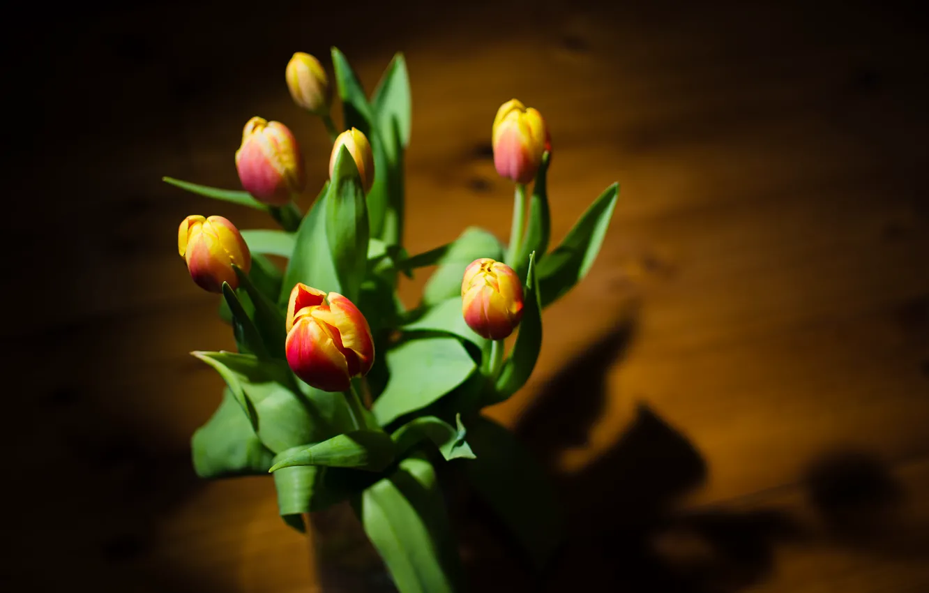 Photo wallpaper flowers, background, tulips
