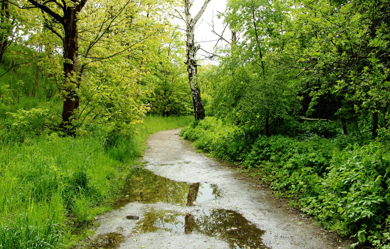Photo wallpaper trees, water, Forest Path, Puddles