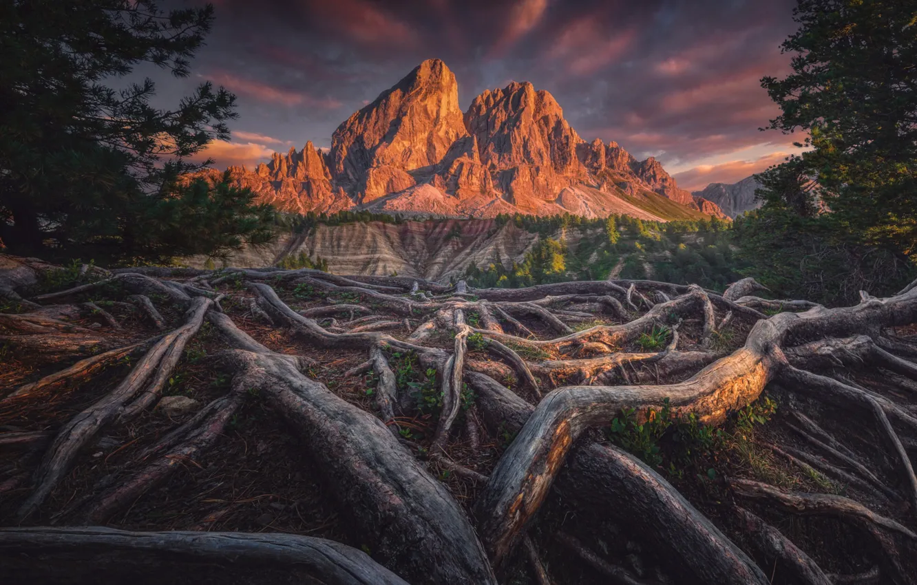 Wallpaper mountains, branches, roots for mobile and desktop, section