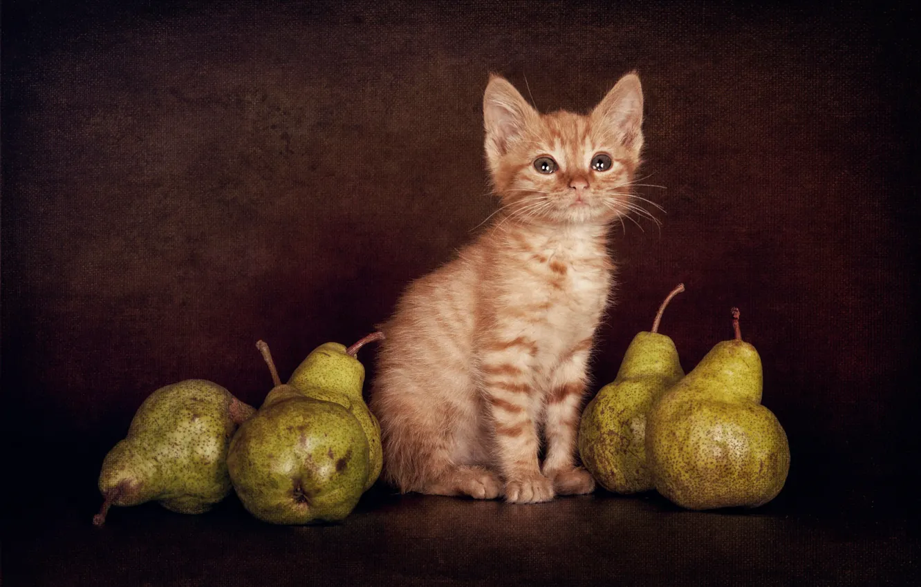 Photo wallpaper cat, look, pose, green, the dark background, harvest, baby, muzzle