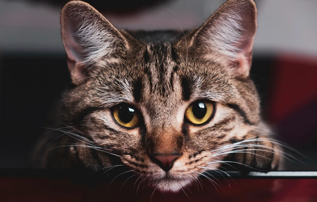 Photo wallpaper cat, eyes, look, grey, background, portrait, paws, muzzle