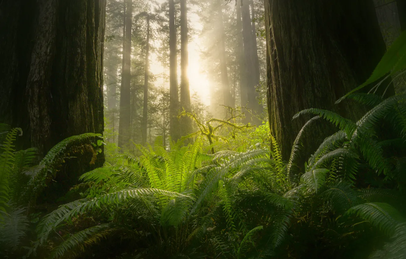 Photo wallpaper forest, the sun, fog, fern, Sequoia