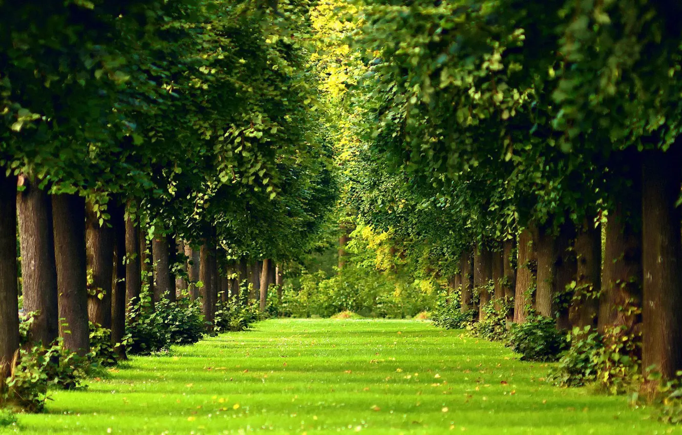 Photo wallpaper greens, summer, Park, alley