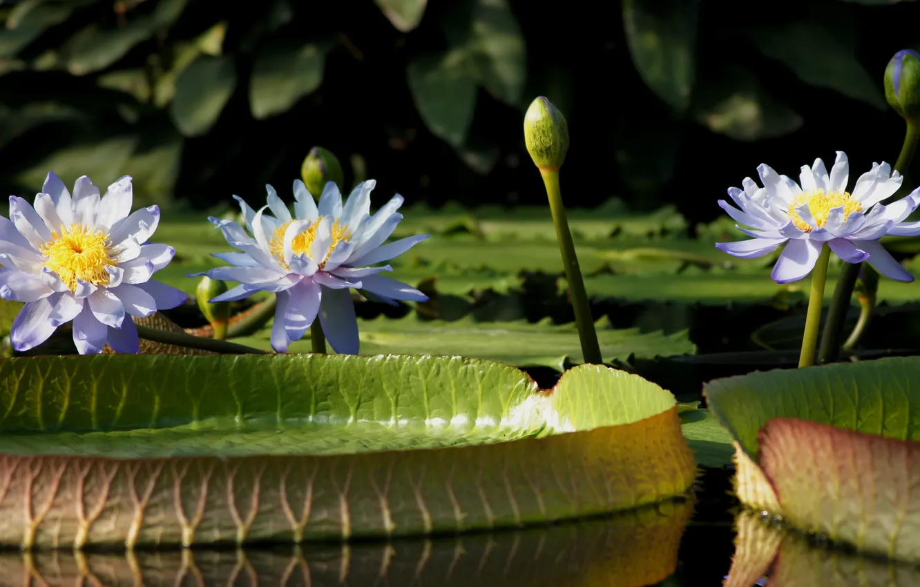 Photo wallpaper leaves, water, flowers, pond, water lilies