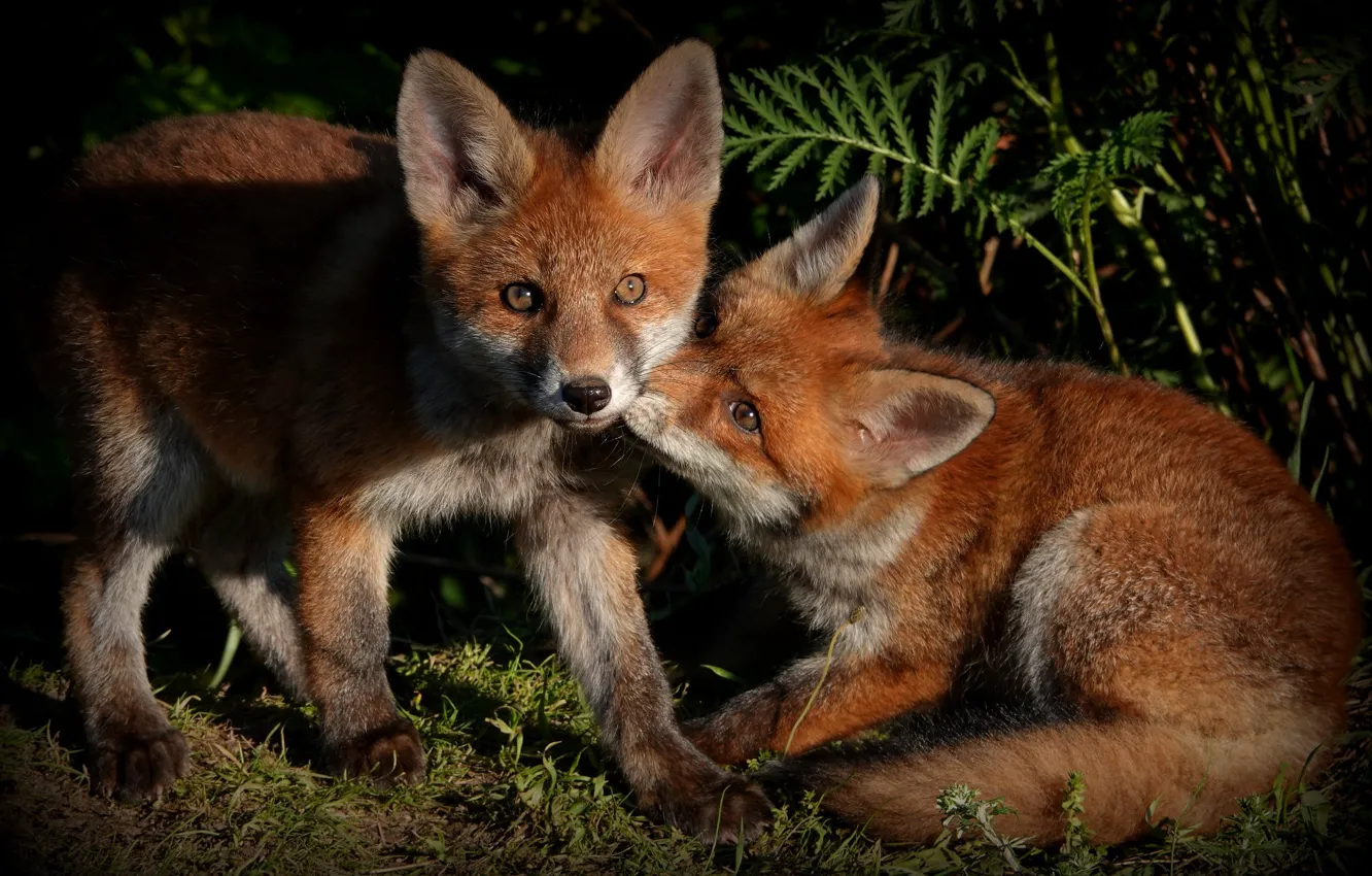 Photo wallpaper look, leaves, night, the dark background, two, baby, Fox, Fox