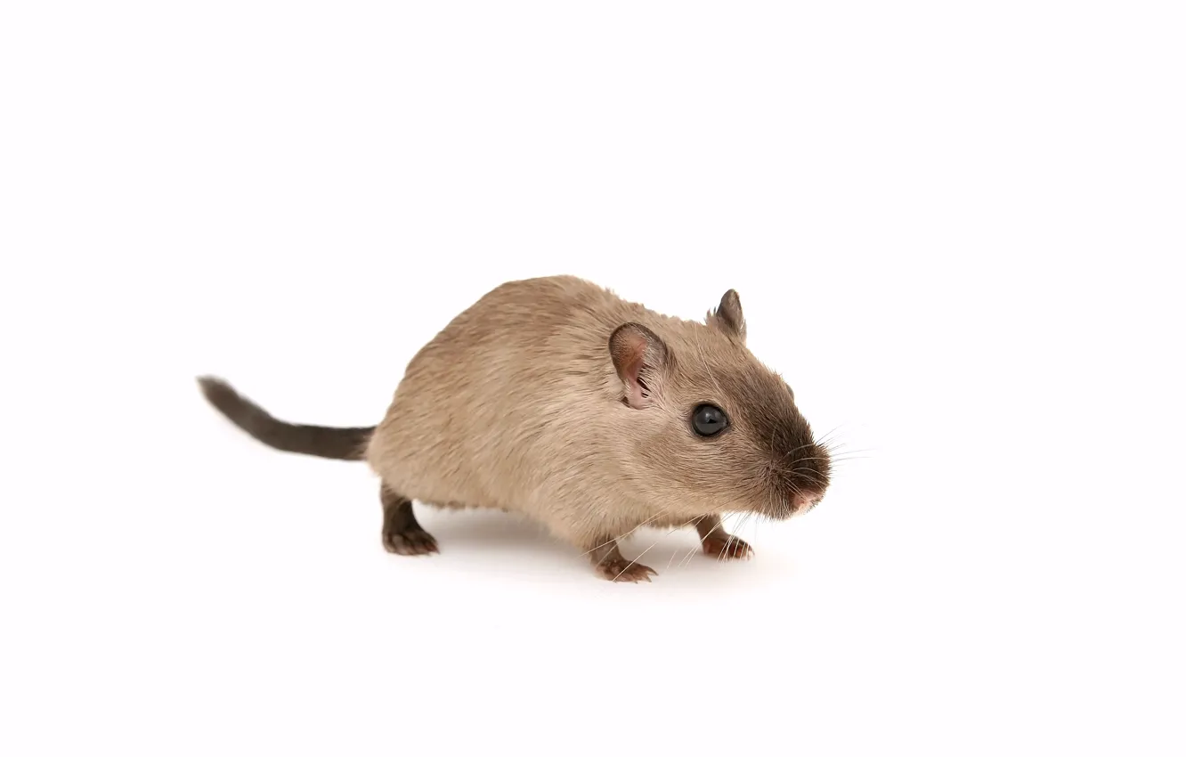 Photo wallpaper mouse, white background, brown mice