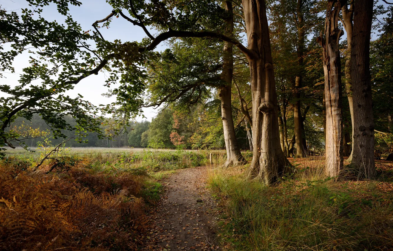 Photo wallpaper autumn, forest, grass, trees, fog, glade, Netherlands, path