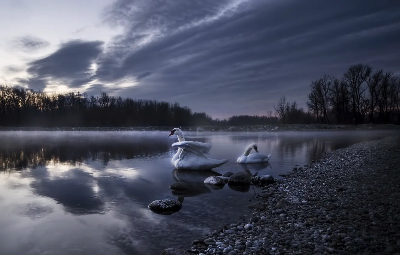 Photo wallpaper night, fog, lake, swans