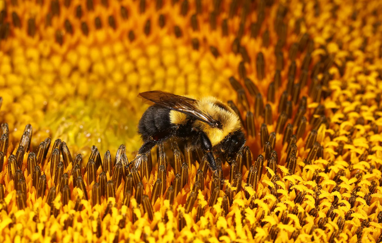 Photo wallpaper flower, macro, bee, sunflower, bumblebee