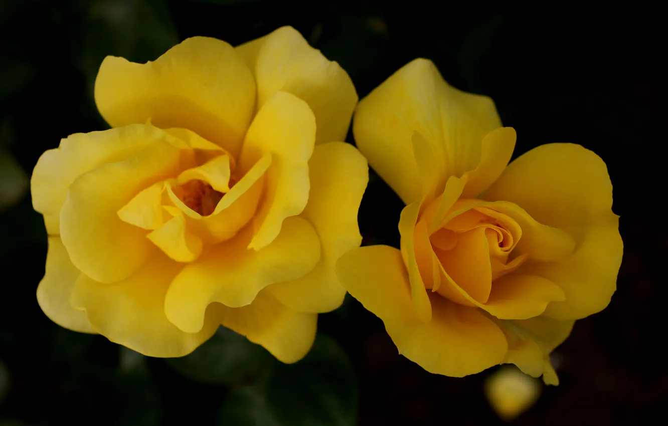 Photo wallpaper roses, Bud, yellow, yellow, Roses