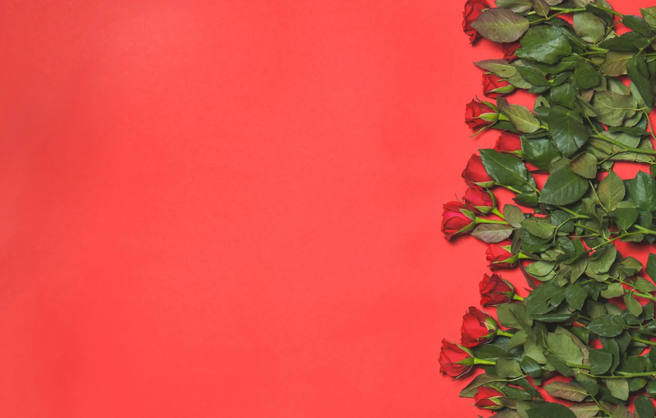 Photo wallpaper flowers, background, roses, buds, flowers, background, roses, buds