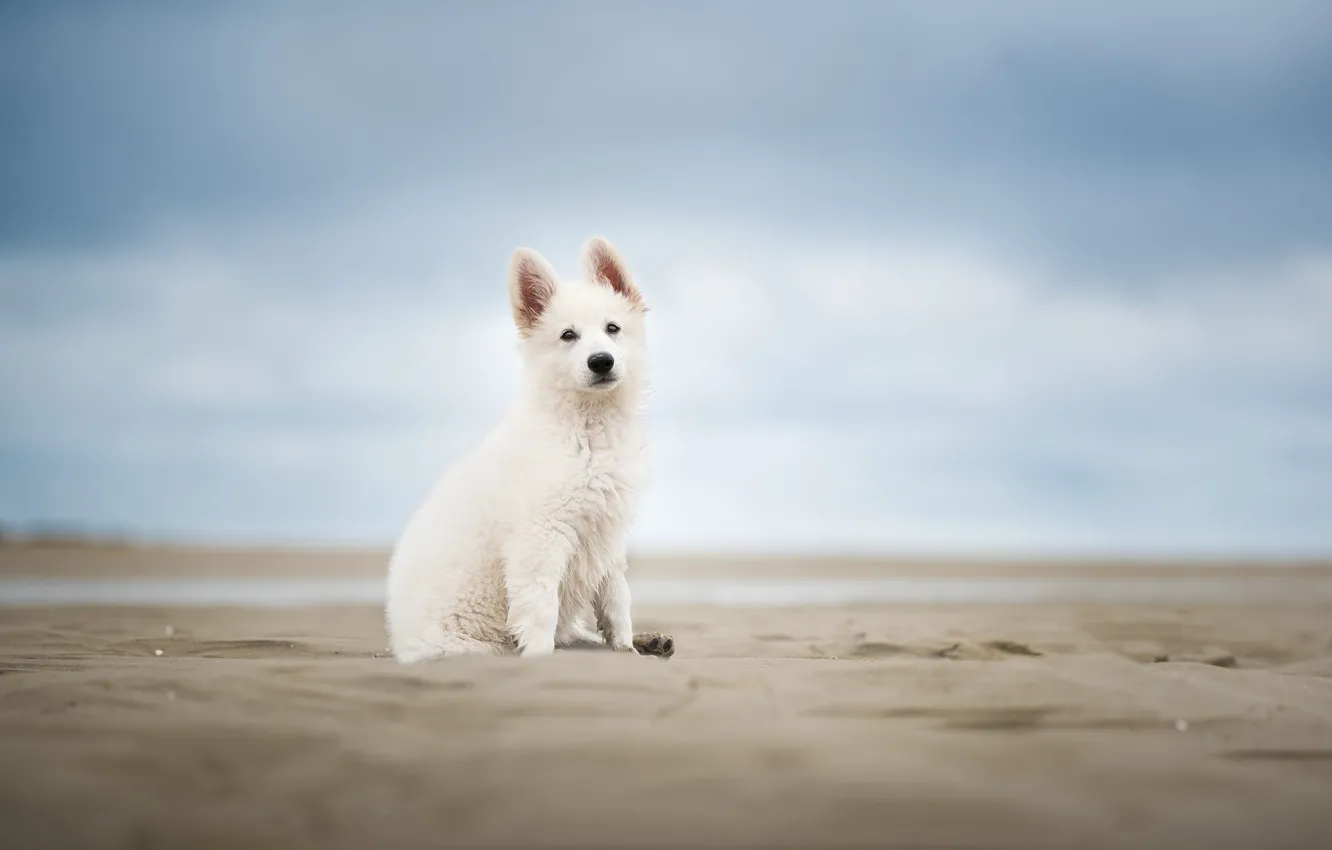 Photo wallpaper sand, the sky, dog, puppy, bokeh