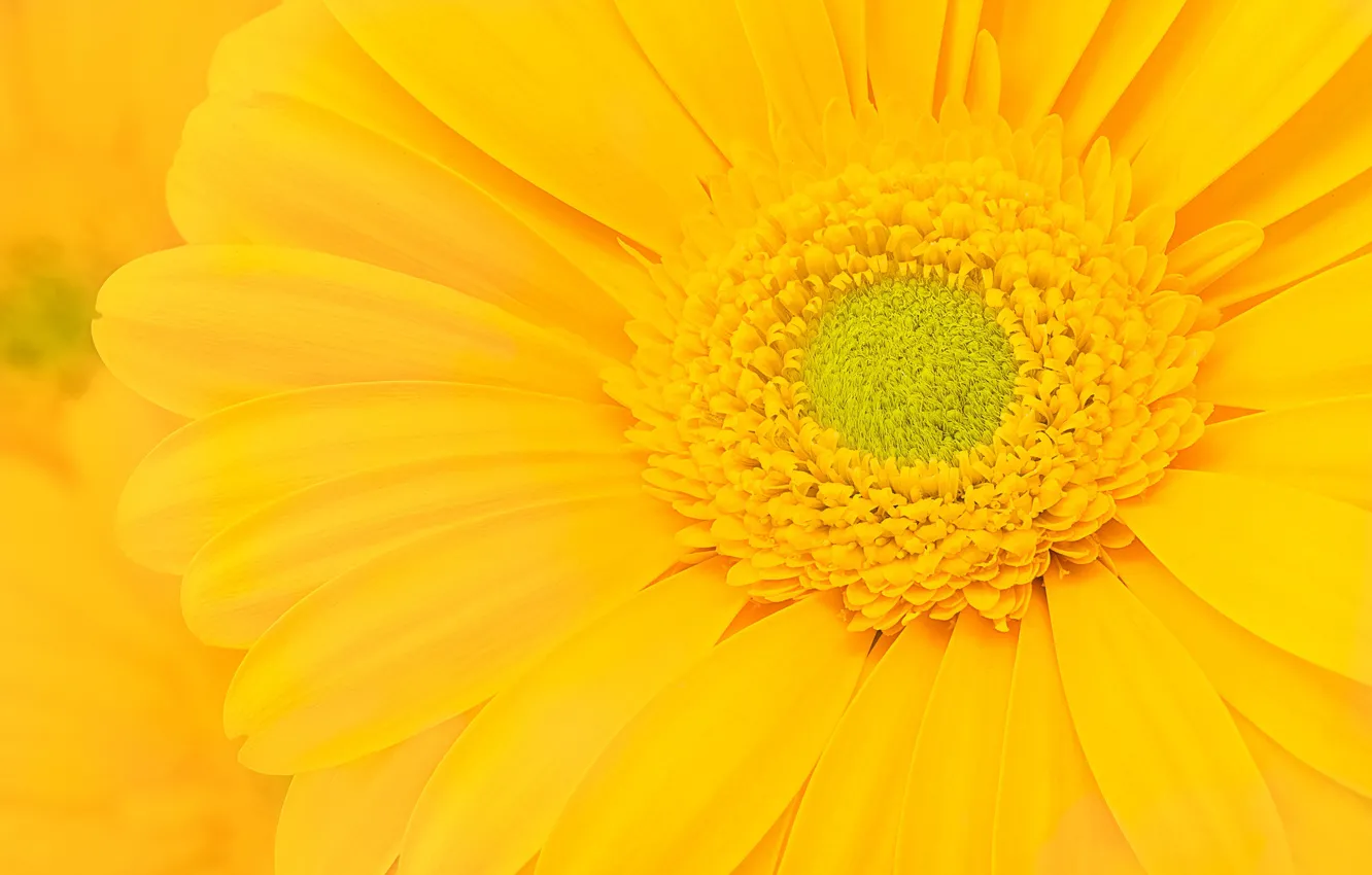 Photo wallpaper flowers, yellow, gerbera