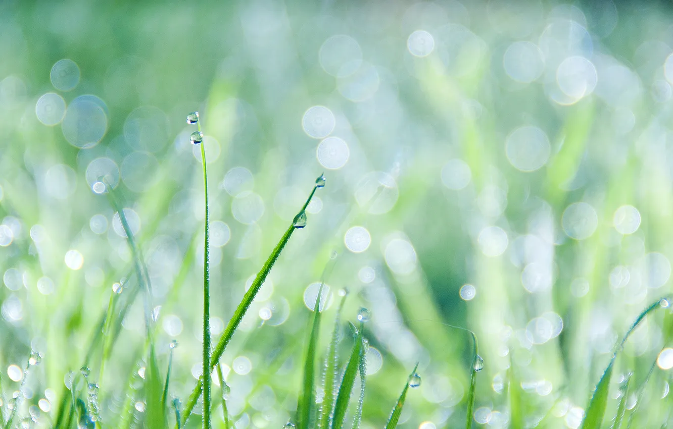 Photo wallpaper grass, drops, bokeh
