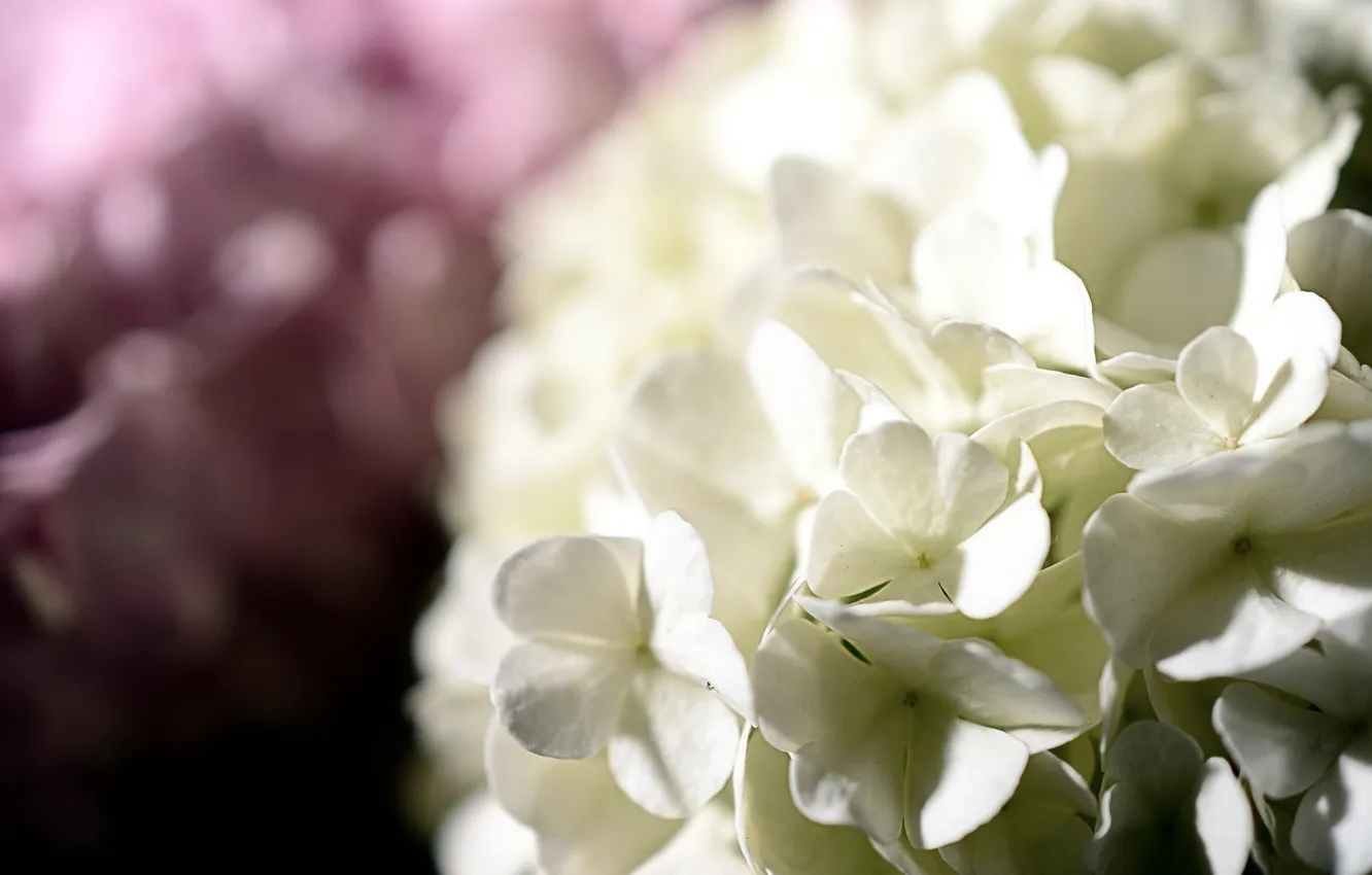 Photo wallpaper flowers, hat, white, flowers, hydrangea