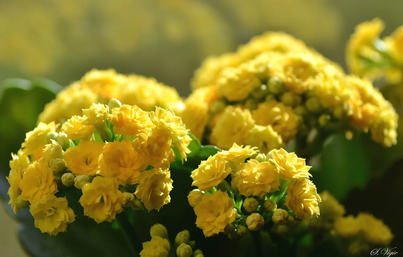 Photo wallpaper flowers, yellow, blur, Kalanchoe