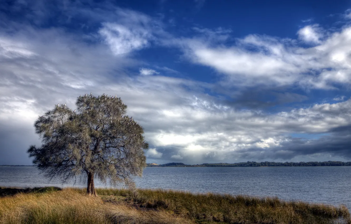 Photo wallpaper trees, landscape, river, bird