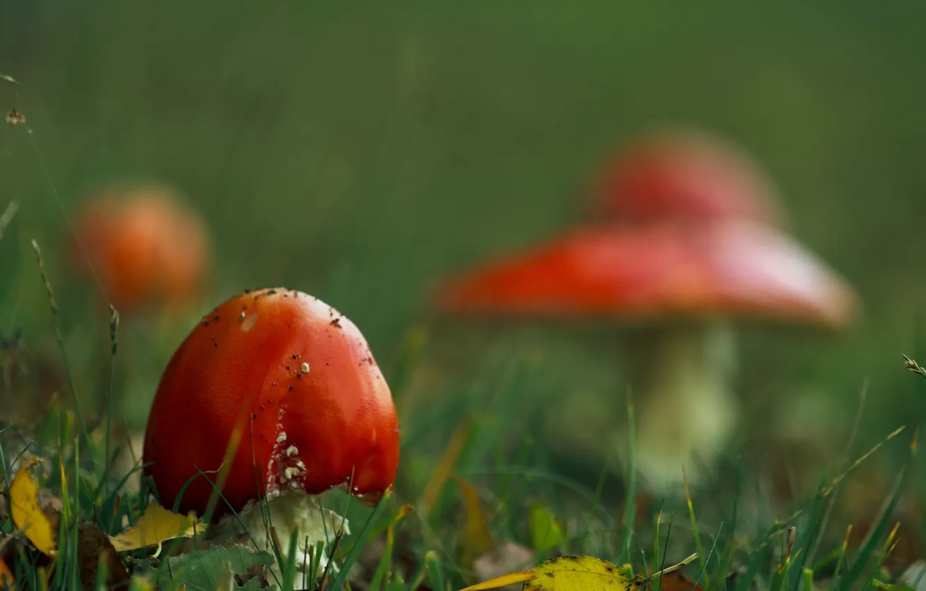 Photo wallpaper autumn, nature, mushrooms