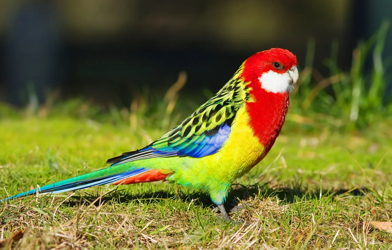 Photo wallpaper grass, feathers, parrot, color, Eastern Rosella
