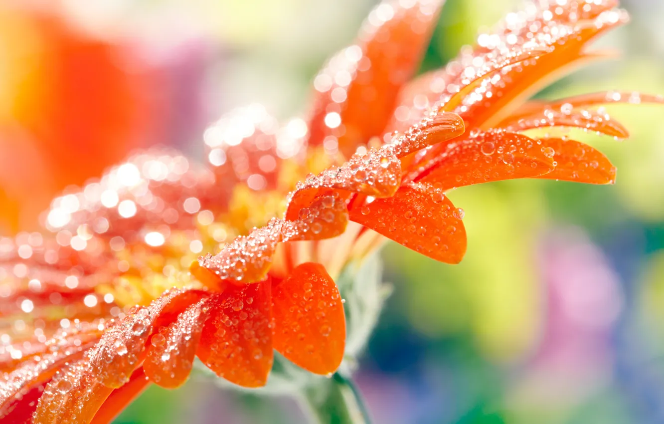 Photo wallpaper flower, drops, macro, orange, petals, blur, gerbera