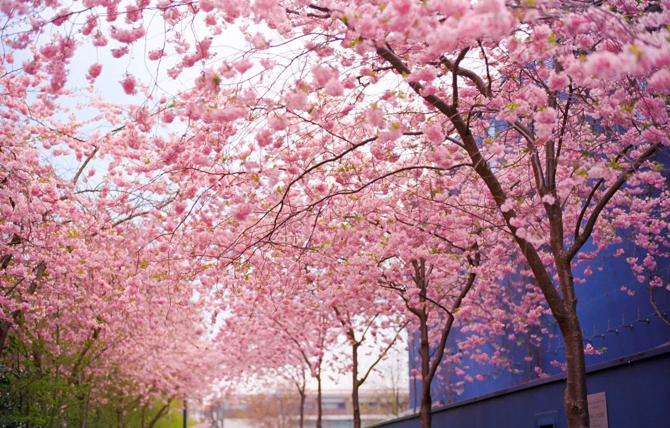 Photo wallpaper flowers, branches, Tree, spring, Sakura, pink, flowering
