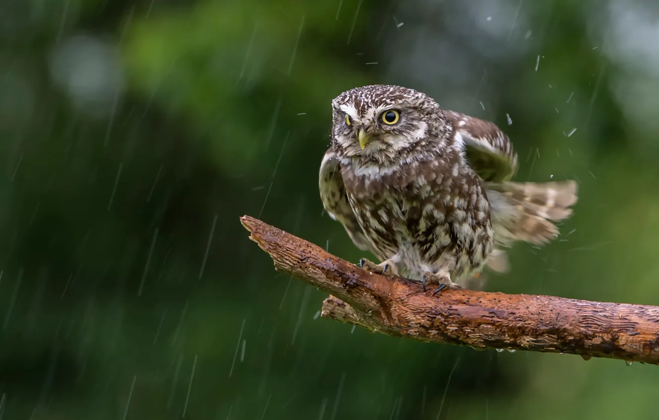Photo wallpaper rain, owl, bird, bitches, The little owl