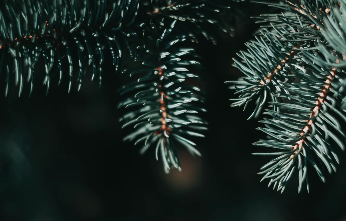 Photo wallpaper greens, needles, spruce