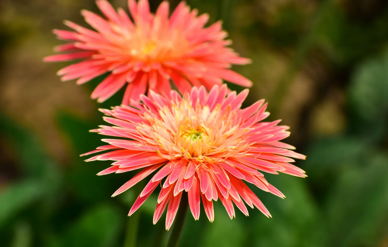 Photo wallpaper macro, pink, gerbera, bokeh