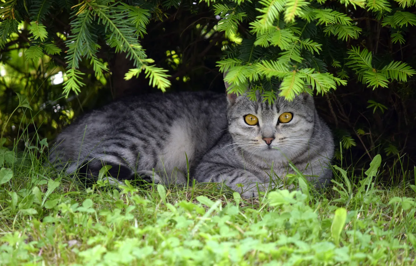 Photo wallpaper cat, summer, grass, cat, look, face, branches, nature