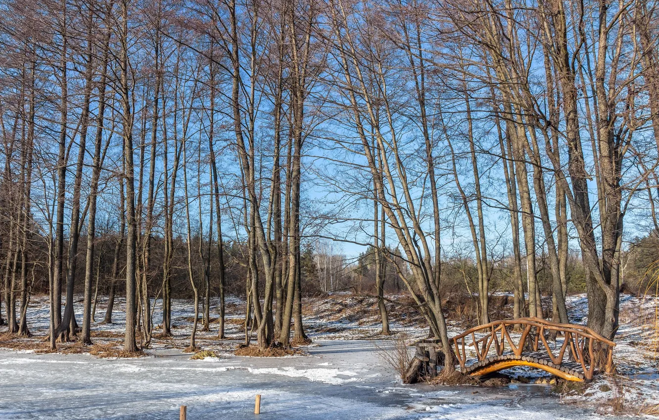 Photo wallpaper forest, trees, nature, Ruslan Vostrikov