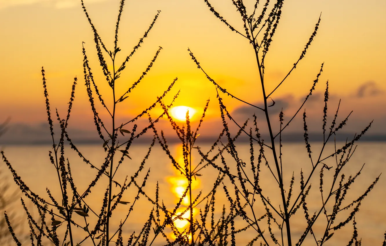 Photo wallpaper summer, dawn, Krasnoyarsk Sea