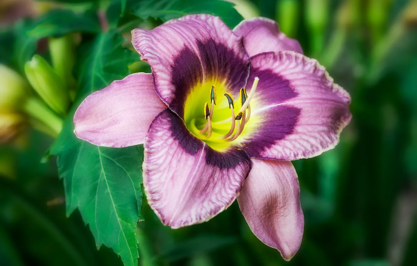 Photo wallpaper flower, green, background, lilac, Lily, two-tone, daylilies