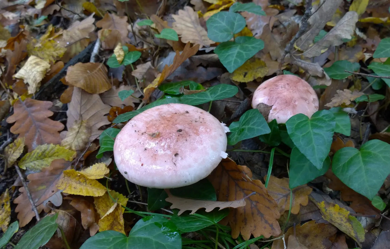 Photo wallpaper autumn, mushrooms, leaves