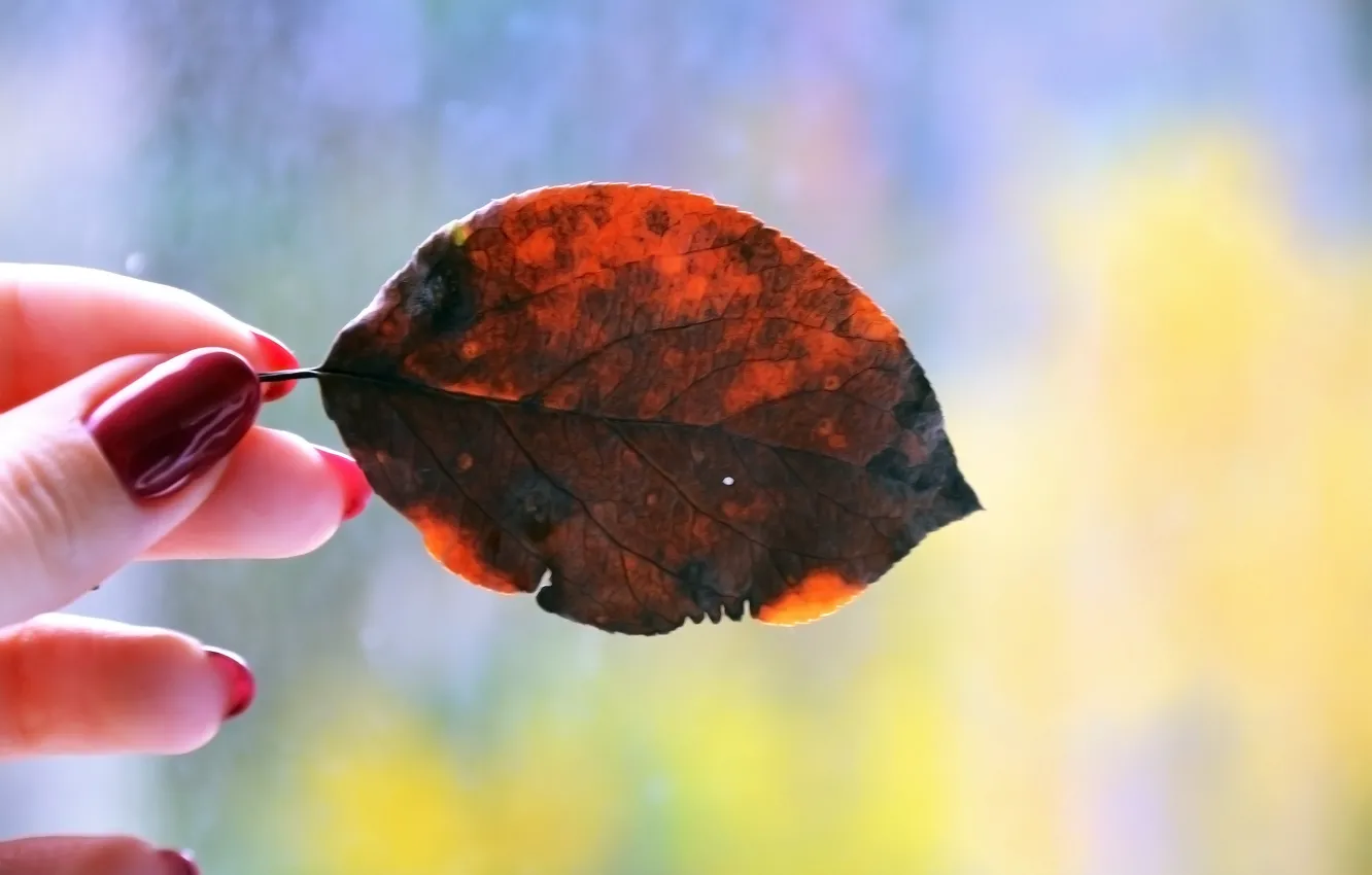 Photo wallpaper autumn mood, autumn, a fallen leaf