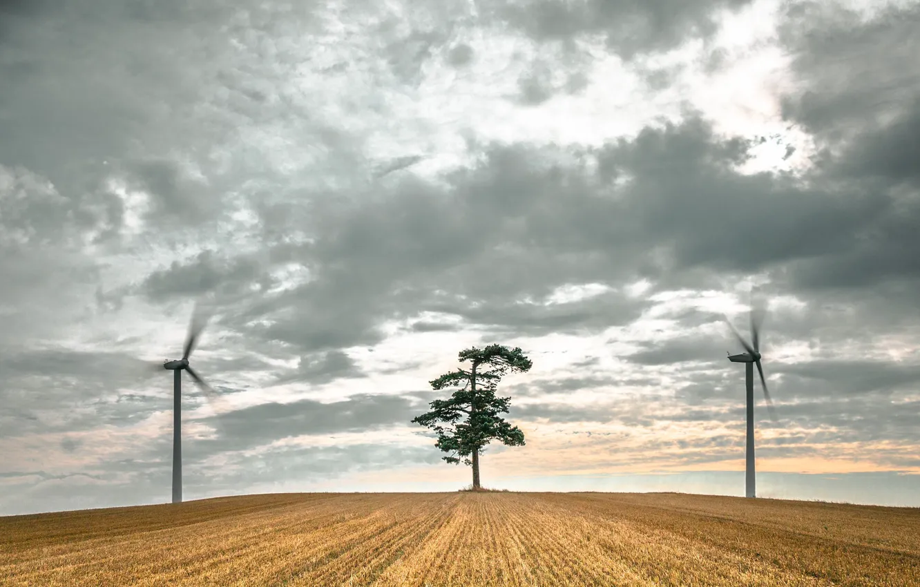 Photo wallpaper field, trees, windmills