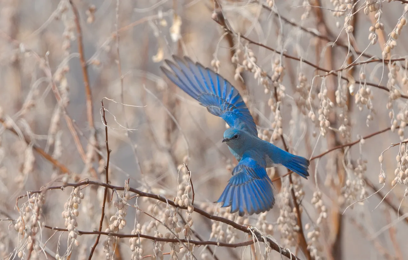 Photo wallpaper flight, branches, bird, wings, spring, flies, blue, the scope